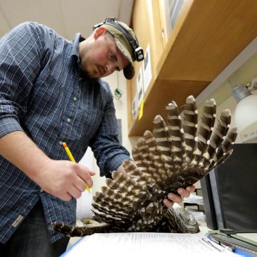 To save spotted owls, US officials plan to kill hundreds of thousands of another owl species