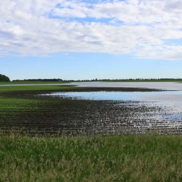 Latest flood damage: Minnesota’s soybean crop?