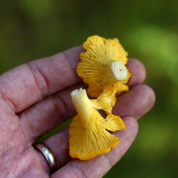 A wet summer can mean more mushrooms — and increased odds of eating the wrong ones