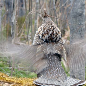 Grouse drumming up again, but downpours in June likely hurt young chicks