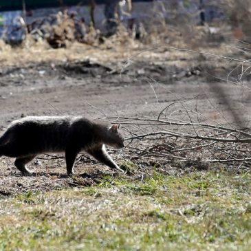 Cat rescue groups seek donations after Animal Humane Society stops free sterilization