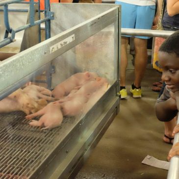 Avian influenza concerns means new policies for lactating cattle at Minnesota State Fair