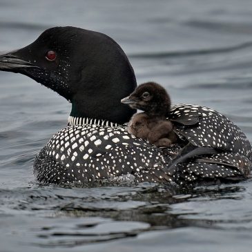 Klobuchar, Smith seek funding to build new National Loon Center in Crosslake