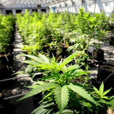 Pre-approval underway for Minnesota’s cannabis lottery