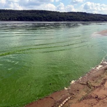 Potentially toxic algae bloom prompts warnings at Afton park