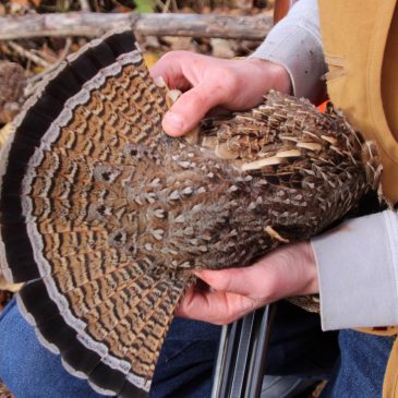 Upland bird hunters: The Minnesota DNR wants a diary of your hunts