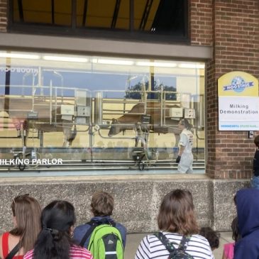 Hundreds of dairy cattle have their 12 days of fame at the Minnesota State Fair milking parlor