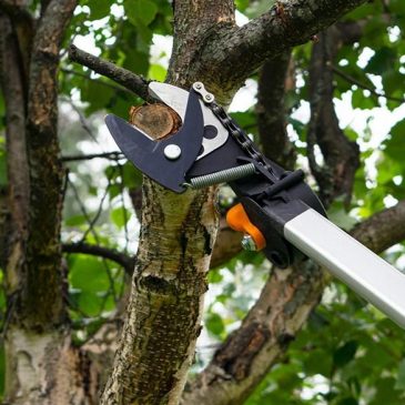 Best tree pruners