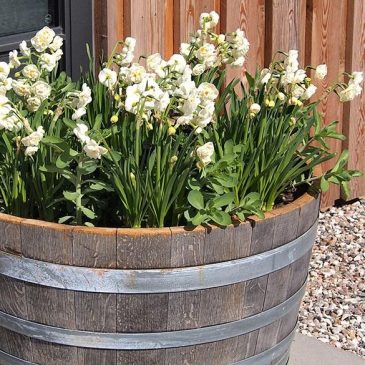 Best whiskey barrel planter