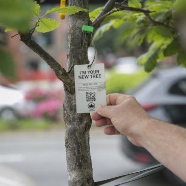 Planting Certain Trees Can Make NYC’s Polluted Air Worse, New Study Finds