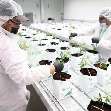 St. Paul City Council likely to allow cannabis shops 300 feet from schools