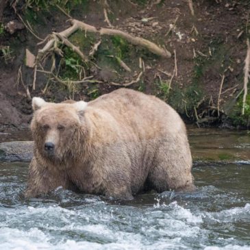 The chunkiest of chunks face off in Alaska’s Fat Bear Week