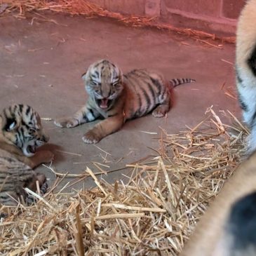 Como Park Zoo welcomes two endangered tiger cubs