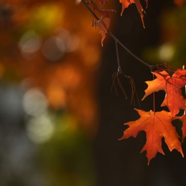 Looking for fall colors? A wet, warm September could mean a strong peak for deep red and orange leaves