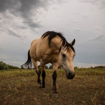 North Dakota’s wild horses to be featured in book, documentary on rich history, cultural heritage