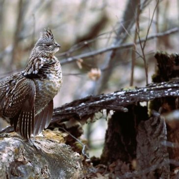 Heavy June rains put a damper on ruffed grouse hunting prospects