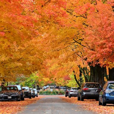 St. Paul begins annual fall street sweep