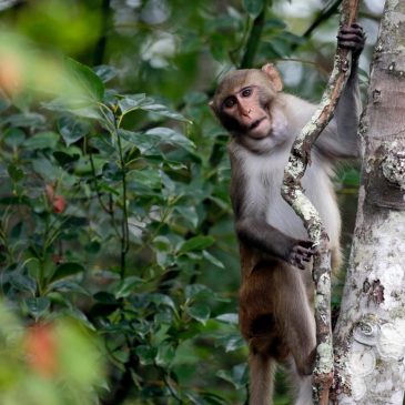 South Carolina lab recaptures 5 more escaped monkeys but 13 are still loose