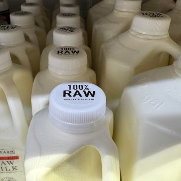 Raw milk from a California dairy is recalled after routine testing detected the bird flu virus