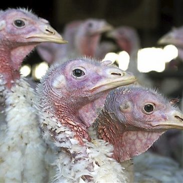 Lisa Jarvis: Bird flu is about to crash flu season. It could get ugly