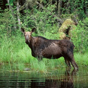 Forest Service to buy more than 6,200 acres in Superior National Forest from conservation group