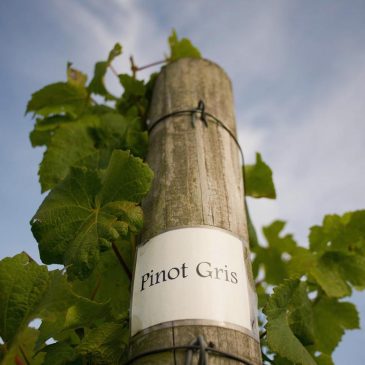 Don’t shun pinot grigio! The good versions of wines you think are bad