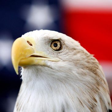 Biden signs a bill officially making the bald eagle the national bird of the US