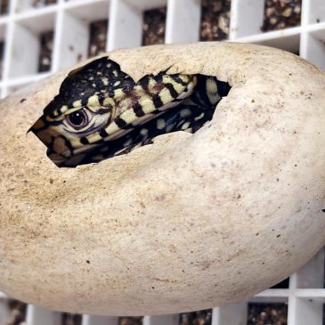 LA Zoo hatches first-ever perentie lizards, one of largest lizard species in the world