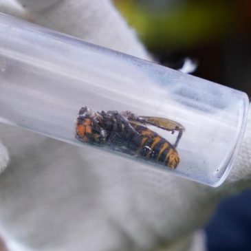 Invasive ‘murder hornets’ are wiped out in the US, officials say