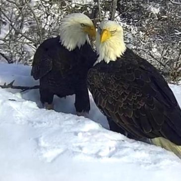 Free eagle viewing and education event coming to South St. Paul’s Kaposia Park on Saturday