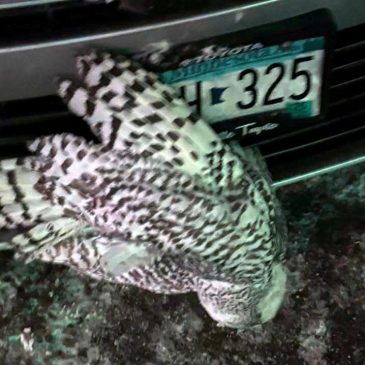 Snowy owl rescued from car grille by Minnesota woman who saved another bird hours earlier