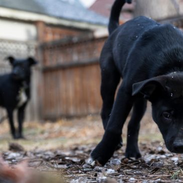 There was ‘no room at the inn’ for this dog, but a St. Paul rescue helped save her (and her puppies)