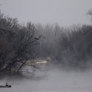 Photos: Bald eagles and bird watchers flock to South St. Paul