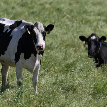 Minnesota Court of Appeals upholds rejection of dairy farm expansion in Winona County