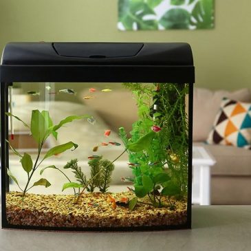 Keep your betta thriving with these top-rated fish tanks