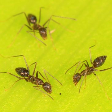 FD Flam: What longhorn crazy ants can teach us about groupthink