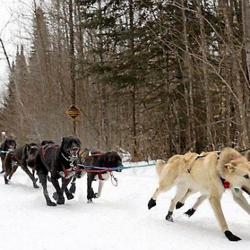 Poor snow conditions prompt postponement of North Shore dog sledding event