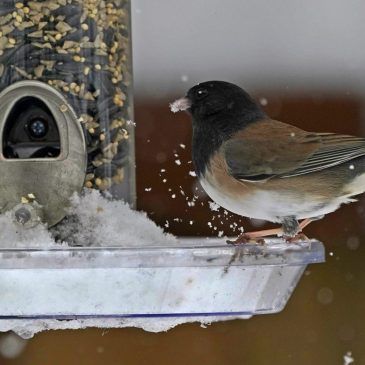 Minnesota allocates funding to help U researchers monitor bird flu in wildlife