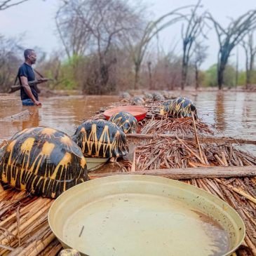 Thousands of endangered tortoises are rescued in Madagascar after their sanctuary is flooded