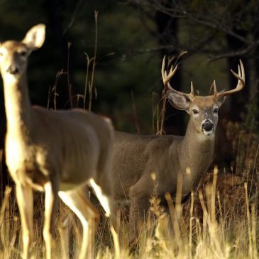 Preliminary 2024 season report shows higher Minnesota deer harvest, DNR says