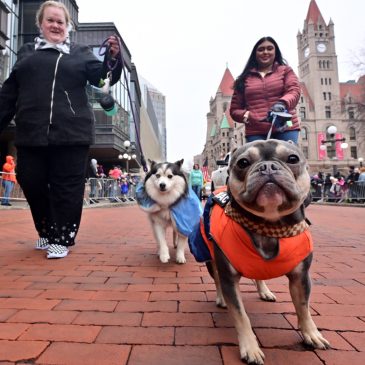 Calling all dogs: Contestants sought for St. Paul Winter Carnival’s canine royalty