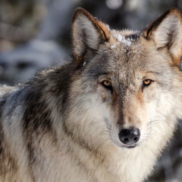 Hunter charged with killing federally protected wolf in northern Minnesota