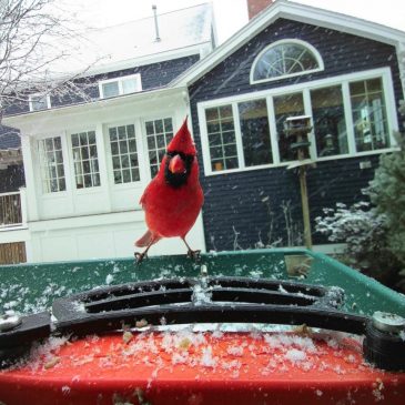 Smart bird feeders gain popularity and spark interest in bird-watching