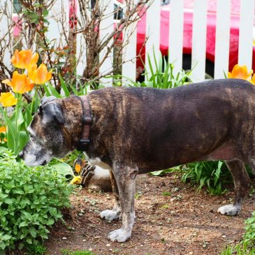 They dig, they pee, they trample. How to garden when you love both dogs and plants