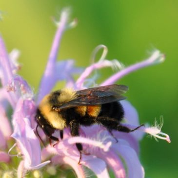 Widespread honeybee die-off being reported in U.S.