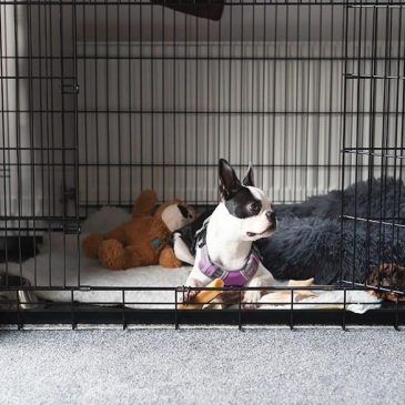 The best dog crate