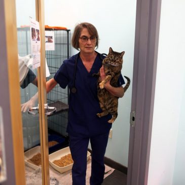 Your questions about cats and bird flu risk, answered