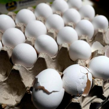 Egg prices continue to increase despite bird flu outbreak slowing