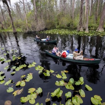 A former Trump official backs World Heritage status for the vast Okefenokee Swamp
