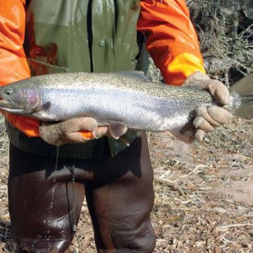 Free steelhead identification decals help Lake Superior anglers avoid keeping protected fish
